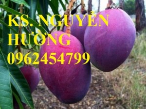 Chuyên cung cấp giống cây xoài tím uy tín, chất lượng