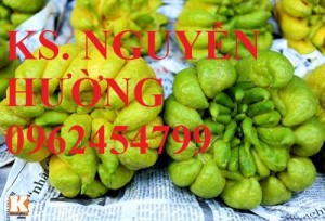 Chuyên bán giống cây phật thủ chất lượng cao
