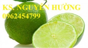 Chuyên bán giống cây chanh tứ quý (chanh tứ thì,chanh bốn mùa) chất lượng cao