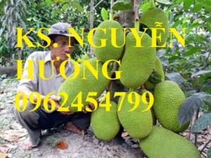 Chuyên cung cấp giống cây mít không hạt chất lượng cao