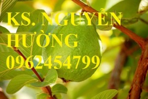Chuyên cung cấp giống cây ổi lê đài loan chất lượng cao