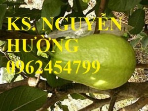 Chuyên cung cấp giống cây ổi lê đài loan chất lượng cao