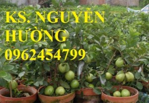 Chuyên cung cấp giống cây ổi nữ hoàng uy tín, chất lượng