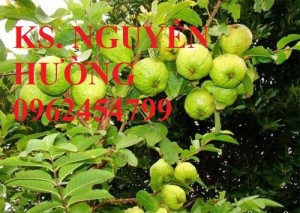 Chuyên cung cấp giống cây ổi nữ hoàng uy tín, chất lượng