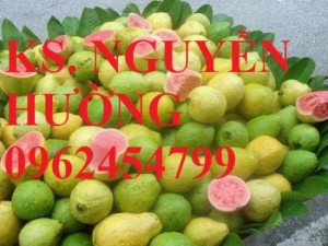 Chuyên bán giống cây ổi tứ quý (ổi găng,ổi đông dư) uy tín, chất lượng