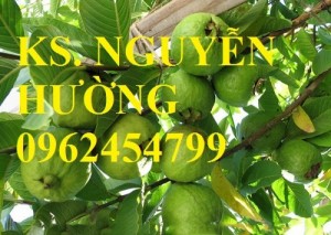 Chuyên bán giống cây ổi tứ quý (ổi găng,ổi đông dư) uy tín, chất lượng