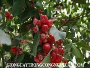 Giống cây roi thái đỏ, mận an phước, cây roi đỏ thái lan, số lượng lớn, giao hàng toàn quốc