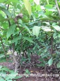 Giống cây roi thái đỏ, mận an phước, cây roi đỏ thái lan, số lượng lớn, giao hàng toàn quốc