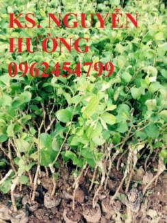 Chuyên cung cấp giống táo thái lan uy tín, chất lượng