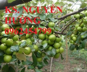 Chuyên cung cấp giống táo thái lan uy tín, chất lượng