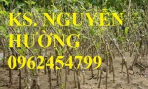 Chuyên cung cấp cây giống táo đào vàng uy tín, chất lượng