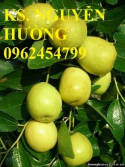 Chuyên cung cấp cây giống táo đào vàng uy tín, chất lượng