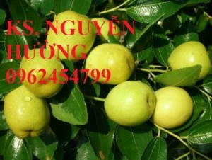 Chuyên cung cấp cây giống táo đào vàng uy tín, chất lượng