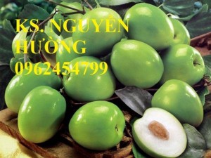 Chuyên cung cấp giống cây táo đài loan chất lượng cao