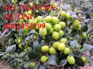 Chuyên cung cấp giống cây táo đài loan chất lượng cao