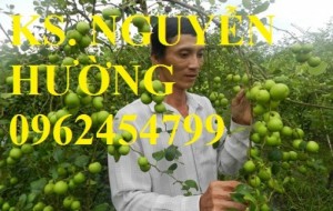 Chuyên cung cấp giống táo đại chất lượng cao