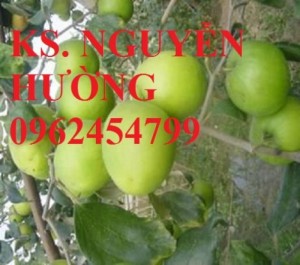 Chuyên cung cấp giống táo đại chất lượng cao