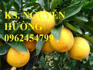 Chuyên cung cấp giống cây cam vinh chất lượng cao