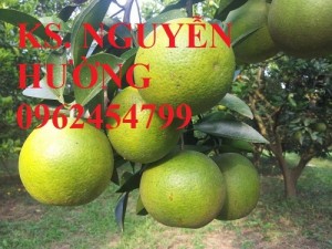 Chuyên cung cấp giống cây cam vinh chất lượng cao