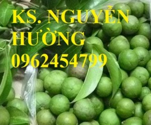 Chuyên cung cấp giống sấu ghép chất lượng cao