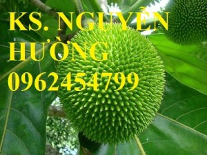 Chuyên cung cấp giống cây sa kê (sake) chất lượng cao