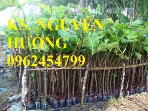Chuyên cung cấp giống cây sa kê (sake) chất lượng cao