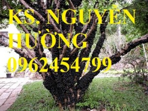 Chuyên cung cấp giống cây nho thân gỗ chát lượng cao
