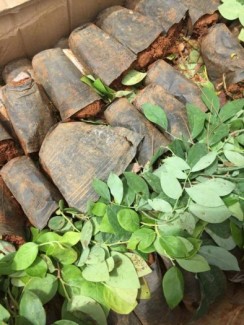 Cây giống việt quất