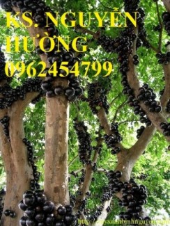 Chuyên cung cấp giống cây nho thân gỗ chát lượng cao