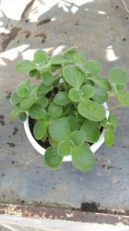 Nhất mạt hương