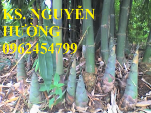 Chuyên cung cấp giống tre măng bát độ uy tín, chất lượng