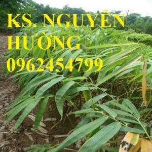 Chuyên cung cấp giống tre măng bát độ uy tín, chất lượng