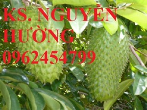 Chuyên cung cấp giống cây mãng cầu xiêm uy tín, chất lượng