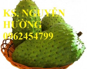 Chuyên cung cấp giống cây mãng cầu xiêm uy tín, chất lượng