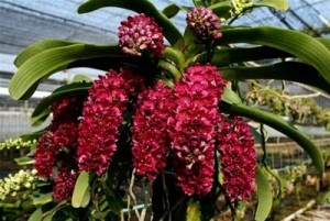 Cây giống phong lan các loại