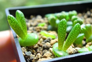 Hạt giống tai thỏ nho nhỏ