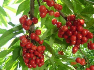 Hạt giống giống cherry