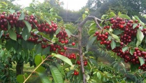 Hạt giống giống cherry