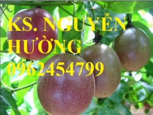 Chuyên cung cấp giống chanh dây (chanh leo, lạc tiên, mác mác) chất lượng cao