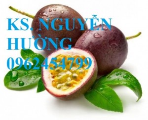 Chuyên cung cấp giống chanh dây (chanh leo, lạc tiên, mác mác) chất lượng cao
