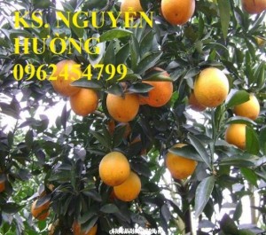 Chuyên cung cấp giống cây cam v2 uy tín, chất lượng