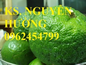 Chuyên cung cấp giống cây cam sành uy tín, chất lượng