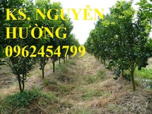 Chuyên cung cấp giống cây cam sành uy tín, chất lượng
