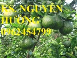 Chuyên cung cấp giống cây cam sành uy tín, chất lượng
