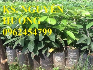 Chuyên cung cấp giống cây bơ sáp uy tín, chất lượng