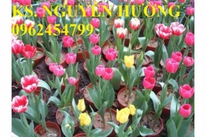 Chuyên cung cấp củ giống hoa tuy lip uy tín, chất lượng