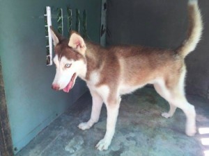 Bán chó husky gần 1 tuổi