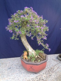 Cây cảnh