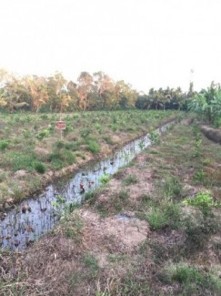 Bán đất 2 mặt tiền lộ lớn, sông lớn,ở xả bình thành- huyện phụng hiệp-tỉnh hậu giang