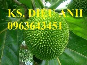 Cuyên cung cấp giống cây sakê (sa kê) uy tín, chất lượng, đảm bảo